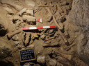 Pour le responsable des fouilles, Francesco Di Mario, ces individus sont représentatifs d'une population de Néandertaliens qui devait être assez importante dans cette région.