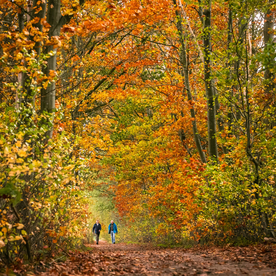 EttenLeur mag meedenken over ‘mooi groen’, maar wat is ‘mooi groen