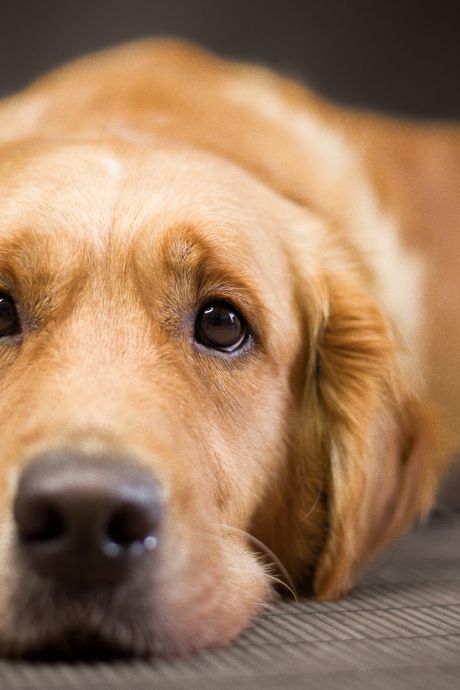 Un chien abandonné parcourt 64 km en 27 jours pour retrouver ses propriétaires