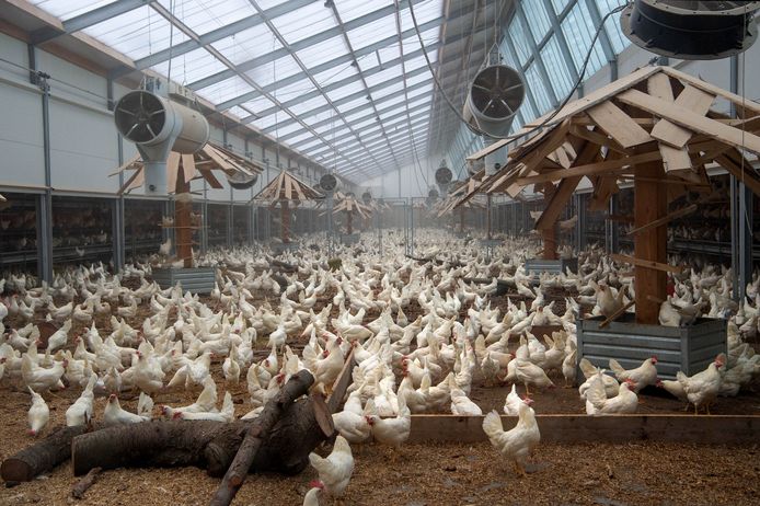 Beuningse Kipster-kippen leggen dagelijks 40.000 eieren voor Efteling en Lidl Beuningen | gelderlander.nl