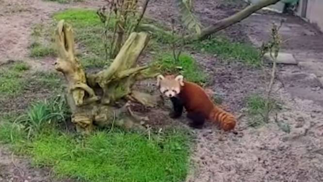 Schattig: nieuwsgierig pandajong Kwina doet haar eerste stapjes in Blijdorp