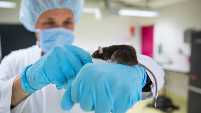 Studie: “Dierproeven zijn nog steeds van groot belang voor alzheimeronderzoek”