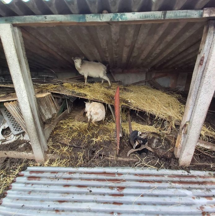 4 geiten werden gered; 8 overleefden de verwaarlozing niet.