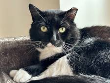 Black is beautiful! 3 x lieve, zwarte katers op zoek naar een nieuw huis