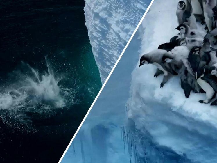 Unieke natuurbeelden tonen hoe pinguïns van klif duiken