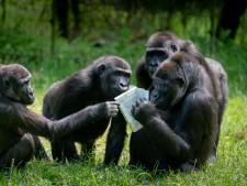 Is je manager een zilverrug gorilla of een kuifmakaak?