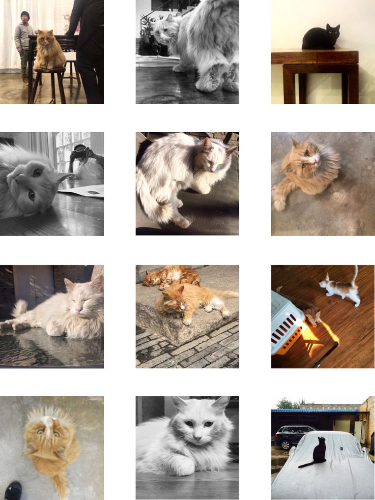 De katten op het Instagram-account van Ai Wei Wei Beeld  
