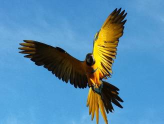 “Waarom moest die papegaai meteen dood?”: hof van beroep buigt zich over jager die Rambo uit de lucht schoot
