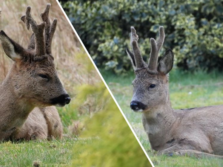 Unieke beelden van een loslopende reebok