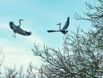 Reigerkolonie in het stadspark van Aalst: “Ze vormen koppeltjes voor het leven”