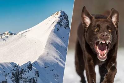 Un skieur belge blessé après avoir été attaqué par deux chiens dans les Alpes françaises: “Un cauchemar”