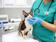 Gentse dierenviroloog stelt zich vragen over met coronavirus besmette kat