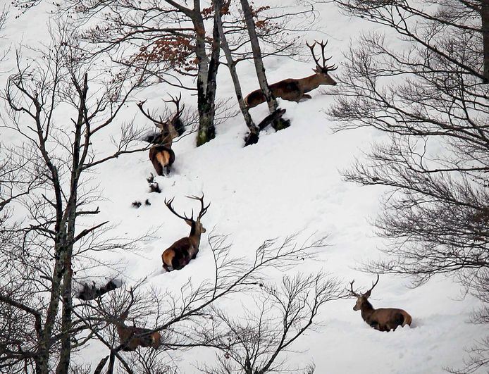 Een roedel wilde herten loopt over de met sneeuw bedekte heuvels van de San Isidro-bergpas in Oviedo in het noorden van Spanje. Foto J.L. Cereijido