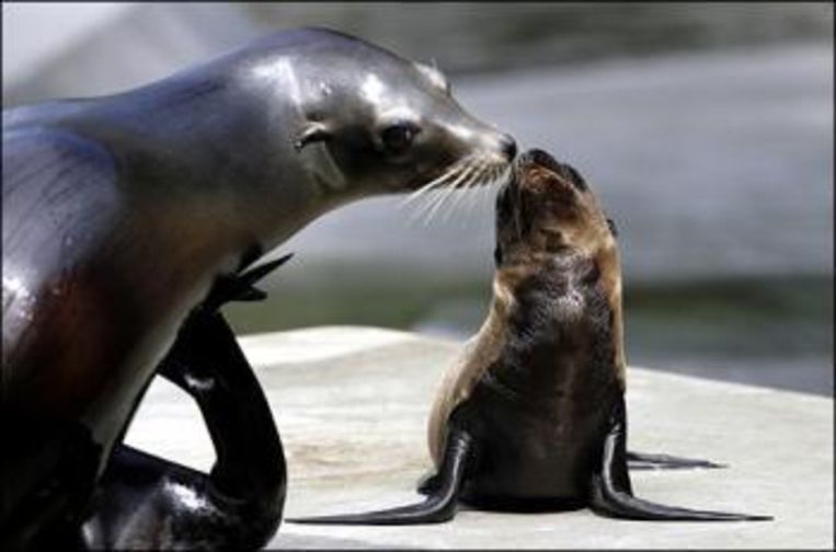 Drieenvijftig Zeehonden Afgeslacht Op De Galapagos De Morgen