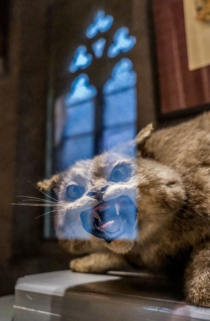 "Het aantal kunstwerken met katten wordt schromelijk onderschat", aldus Sandrin Coorevits, directeur van het Yper Museum.