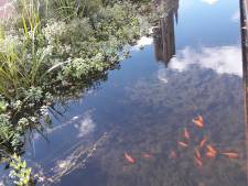 Autoriteiten willen af van graag geziene goudvissen in Jansbeek