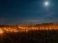 Vuurpotten in wijngaard de Colonjes in Groesbeek om de jonge druivenscheuten te beschermen tegen nachtvorst.