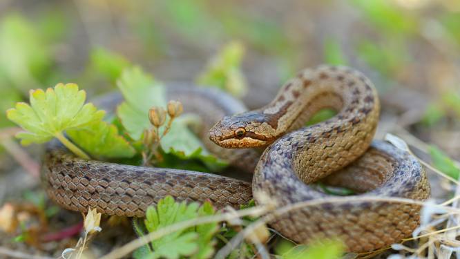 Nederlands zeldzaamste slang laat zich vrijwel nooit zien
