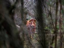 Dierenarts afgebeld: ontsnapte koe Hermien krijgt paar weken rust