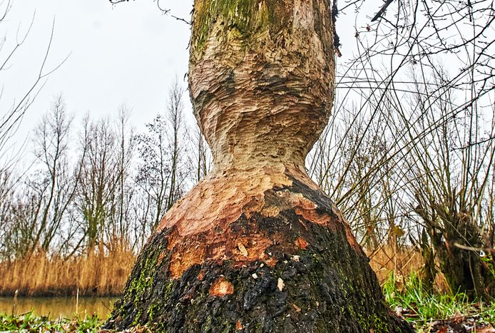 Bevers maakten korte metten met een boom aan de Meerdijk/Oijenseweg te Oss. Het werk wordt nu afgemaakt door de gemeente.