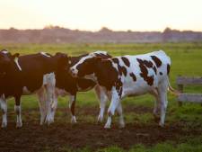 Leuke uittip: Boerderijdagen in Apeldoorn