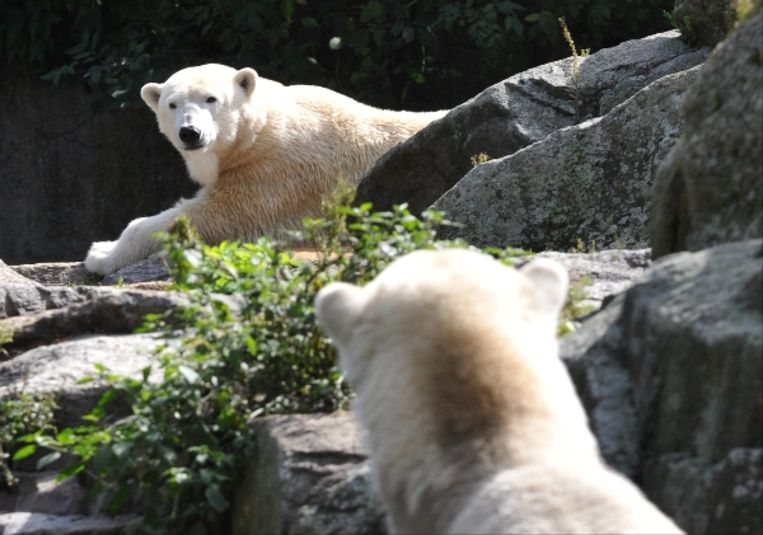 Moeder Tosca houdt haar verstoten kroost nauw in de gaten. Knut is nog steeds bang. (EPA) Beeld EPA