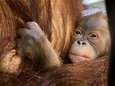 Voici Mathaï, le nouveau petit orang-outan de Pairi Daiza