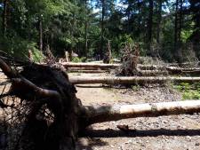 Nieuwsoverzicht | Slagveld aan dode bomen bij drukke fietsroute - Gewonde bij grote vechtpartij in azc