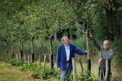 Raadsel op Landgoed Velder: wie heeft de appelbomen geïnfecteerd met maretak? ‘Bomen kunnen hieraan 