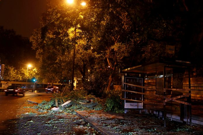 Boomtakken op de grond in Lissabon.