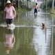 Ratten vernielen landbouwoogst na overstromingen in China