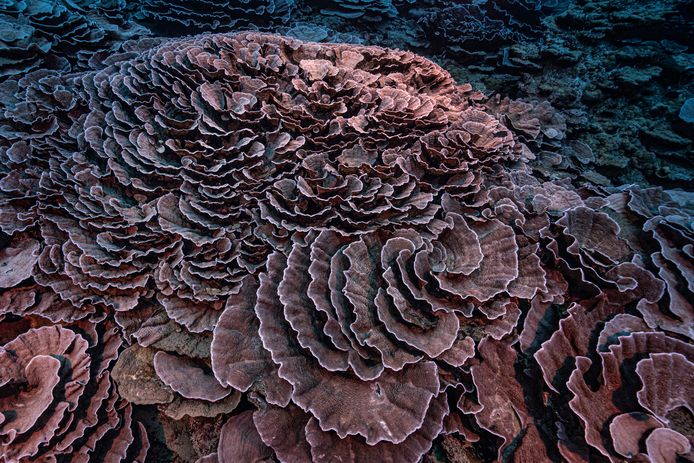 Foto van het koraalrif dat eind vorig jaar werd ontdekt.