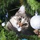 Honden- en kattenbaasjes opgelet: kerstboom giftig voor huisdier