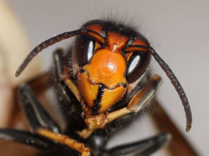 Agressief, invasief en soms zelfs dodelijk: de Aziatische hoornaar zwermt uit over Vlaanderen