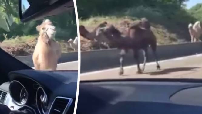 "Opgepast: loslopende kamelen op de ring rond Charleroi"