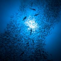 Ook China aast op zetel Vollezeeverdag