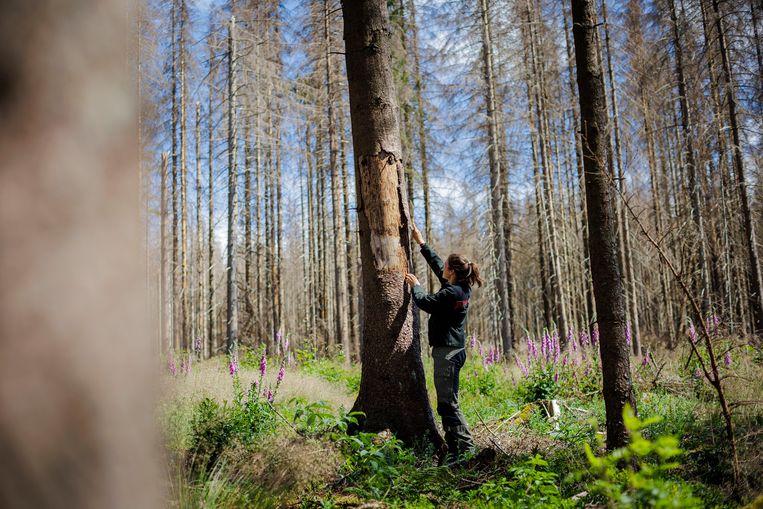 Een medewerker van het Northwest German Forestry Research Institute onderzoekt de droge bast van een naaldboom, nadat deze is besmet met schorskevers. Op de achtergrond dode coniferen door droogte en schorskevers. Beeld Thomas Trutschel / Getty Images