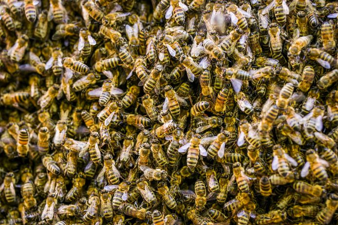 Duizenden bijen zoeken onderkomen in een spouwmuur van een flatgebouw in Eindhoven.