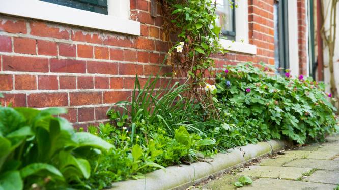 Oosterzele helpt inwoners om gevels groener te maken