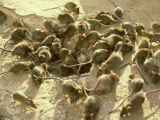 Ratten ‘verdacht’ van opeten honderden kilo’s cannabis in India