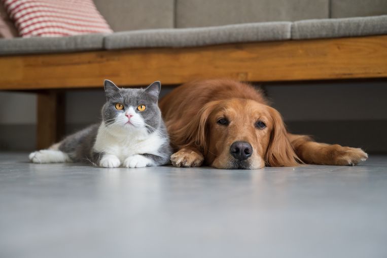 Dit zijn de populairste honden- en kattennamen van 2022 Beeld Getty Images