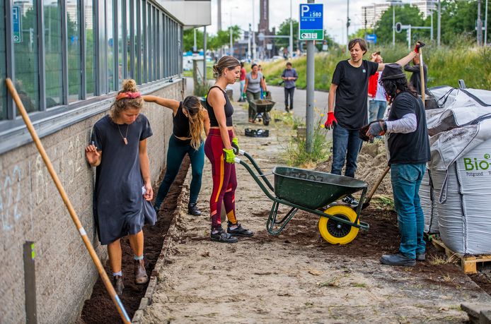 Dertig vrijwilligers legden zaterdag in de Rotterdamse wijk Schiemond de langste geveltuin van Nederland aan.