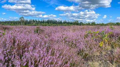 Mooi Maashorst: stuur jouw foto in en bekijk die van anderen