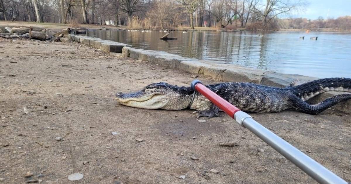 Buaya Godzilla diselamatkan dari kolam di taman New York |  di luar