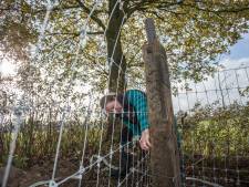 
‘Veel schapenboeren verzaken plicht hun schapen te beschermen tegen de wolf’