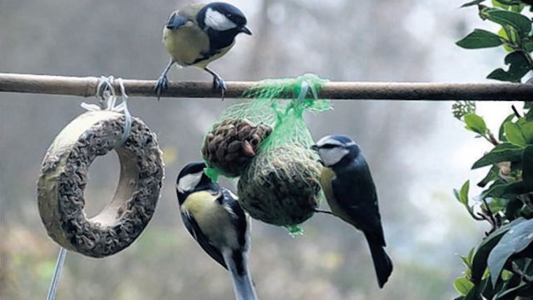 Oneindigheid Darts ketting Vogels bij de vetbol | Trouw