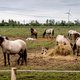 Provincie Flevoland voert spoeddebat over Konikpaarden, maar gaat er niet over