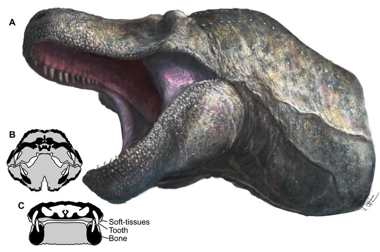 Реконструкция того, как могла бы выглядеть голова тираннозавра.  Фотография Марка Б.  Уитон