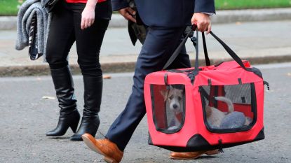 Johnson schaft puppy aan op Downing Street