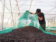 Prijs robusta-koffiebonen, veel gebruikt voor oploskoffie en espresso, naar recordhoogte